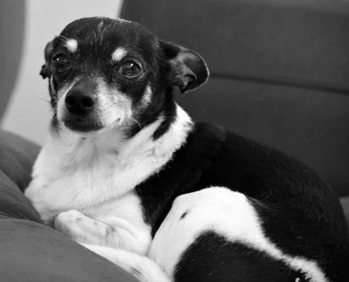 Jack-Jack, the chihuahua who inspired Jack Jack's Pack